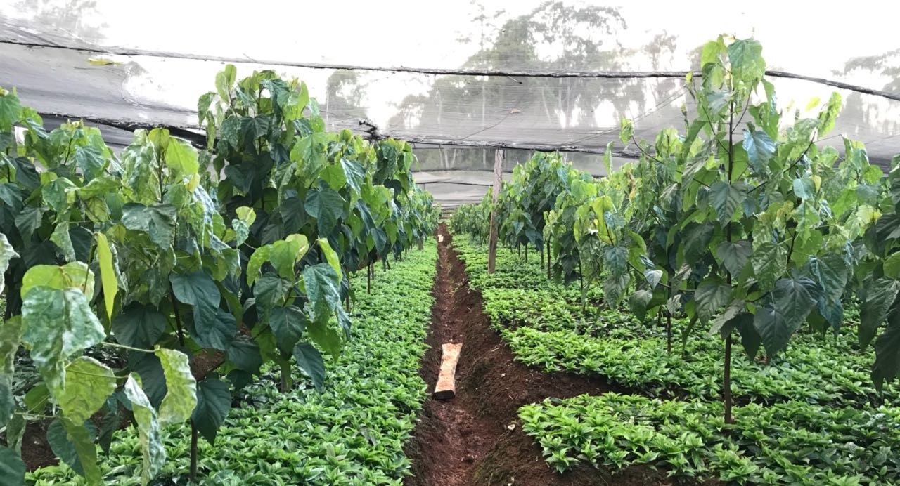 Ipecacuana con cultivo achote