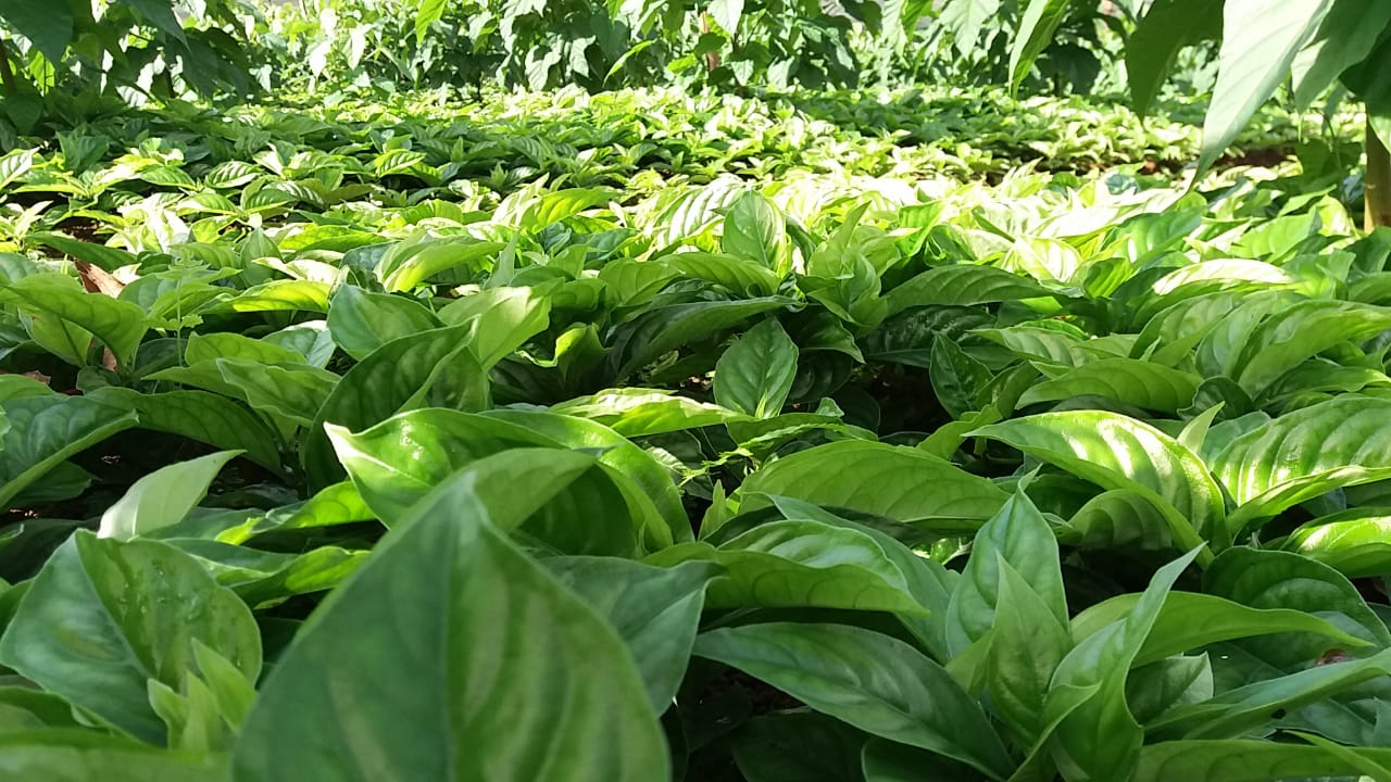 Ipecacuana Hojas verdes