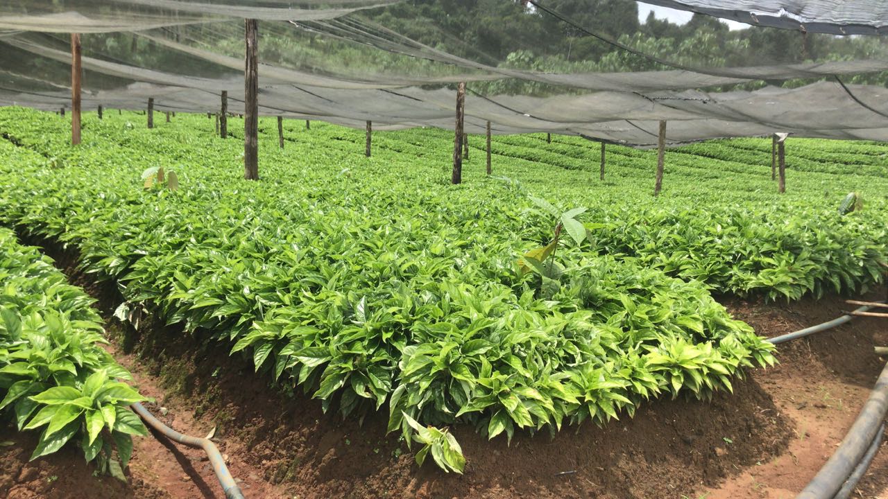 Ipecacuana con saran