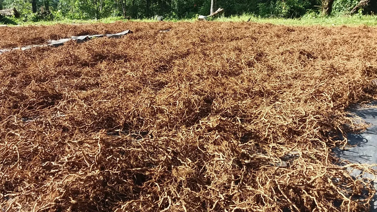Ipecacuana raiz seca